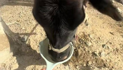 长沙00后小伙在新疆“找矿”,却因喂牛视频走红,当事人:每天见的牛羊比人还多