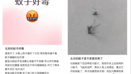 全球“最毒”的蚊子,为何批量北上