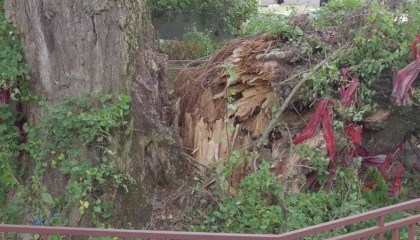 贵阳一700年古树砸扁“宝马”,现场惨不忍睹,林业局:车主他也有错