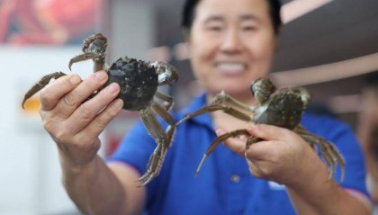 东营市垦利区:黄河口大闸蟹抢“鲜”上市