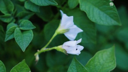 童年的风景 | 土豆花