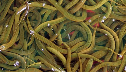 湖北福泽农业科技有限公司靠谱吗