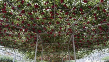 寿光没有秘密——中国蔬菜硅谷的“开源代码”