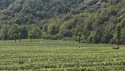 一杯高山乌龙茶的溯源
