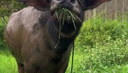 注意,如此缩量,明天会跌破3450吗?