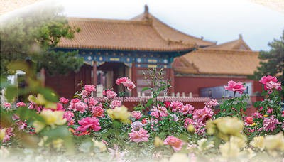 花开锦绣映京城(一朵花读懂一座城)