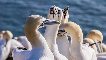 Collector Crypt 平台币 CARD FDV 已超过 4.5 亿美元