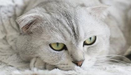 泰州诚运电气有限公司成立 注册资本20万人民币