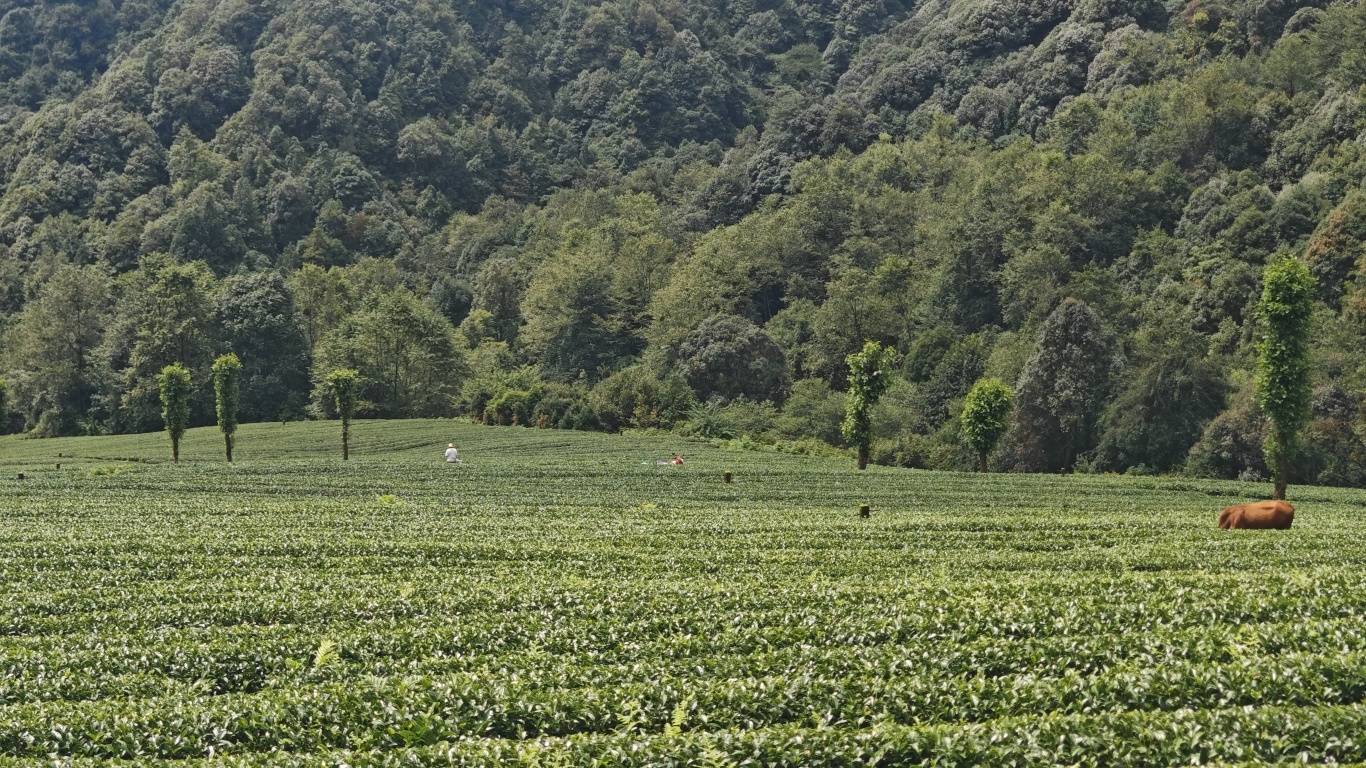 一杯高山乌龙茶的溯源