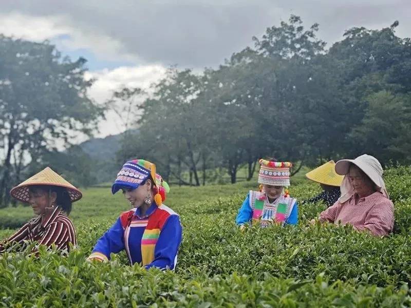一杯高山乌龙茶的溯源