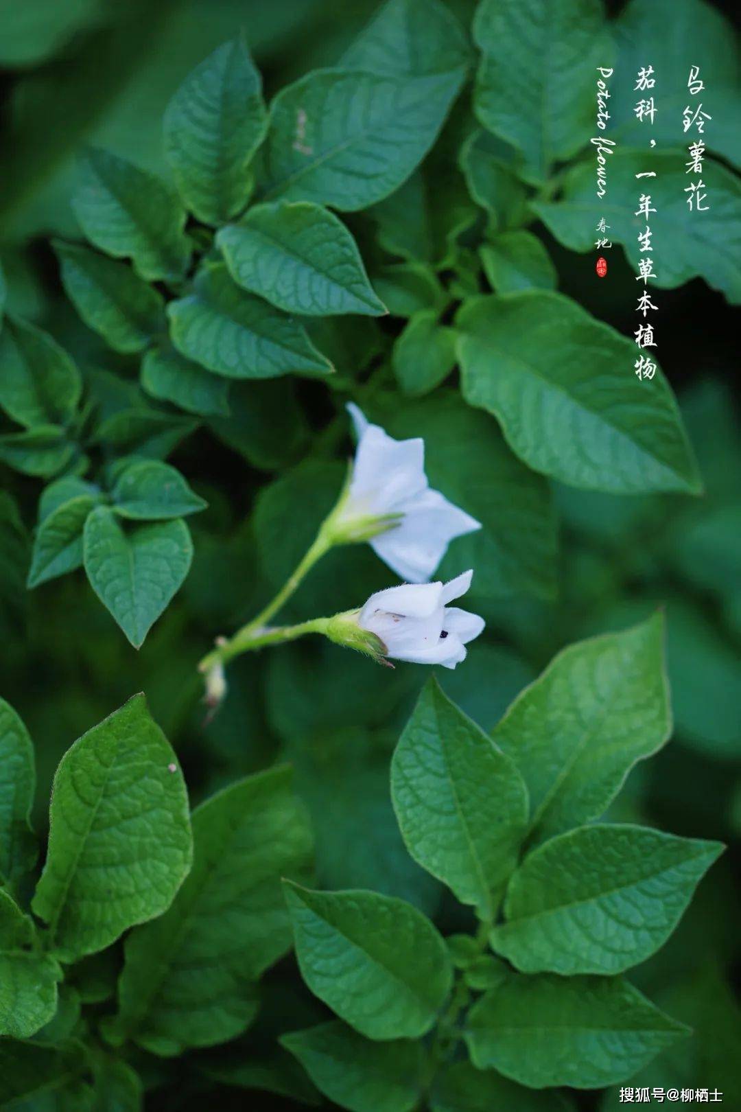 童年的风景 | 土豆花