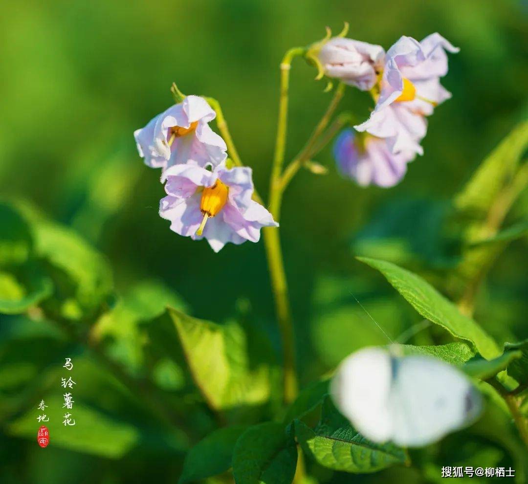 童年的风景 | 土豆花