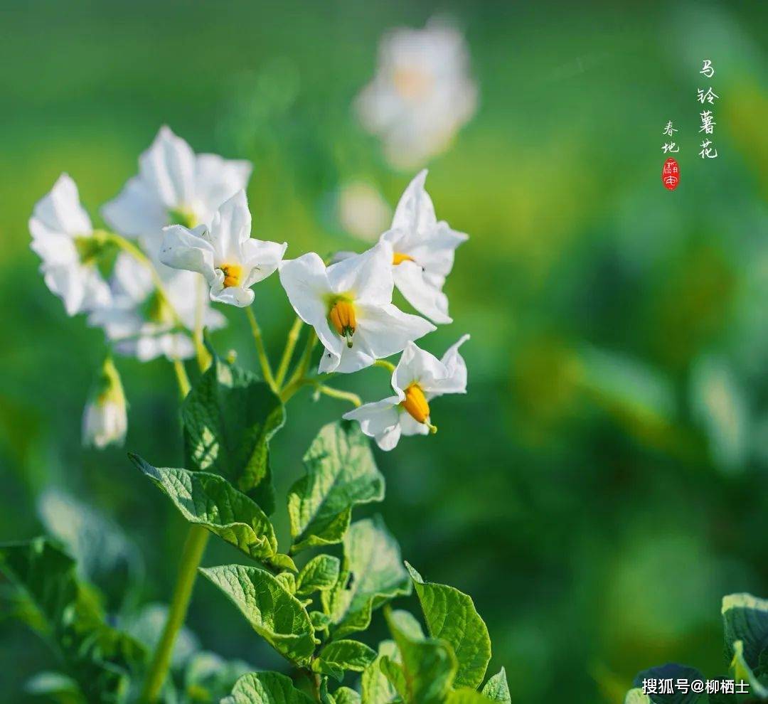 童年的风景 | 土豆花