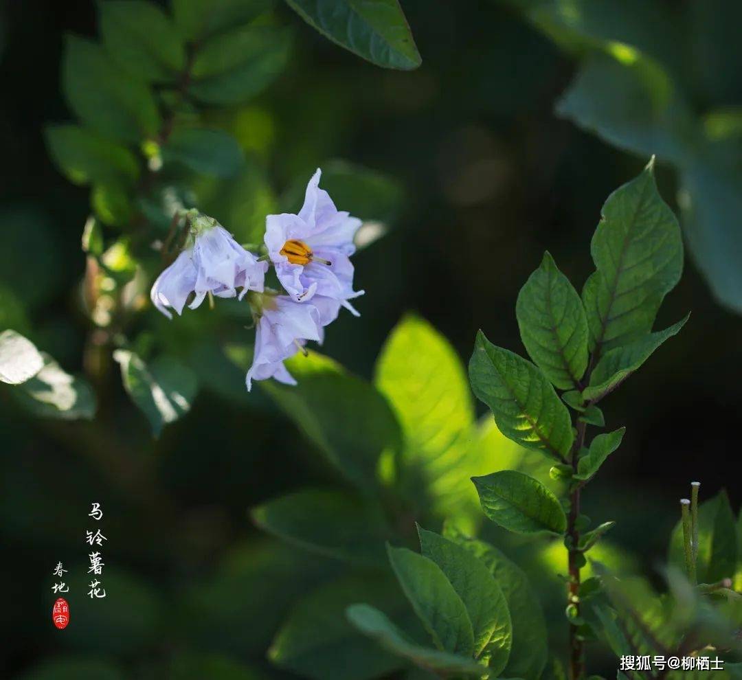 童年的风景 | 土豆花