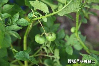 童年的风景 | 土豆花