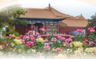 花开锦绣映京城（一朵花读懂一座城）