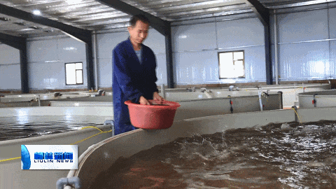 柳林杜家庄村：银鳞雀跃鱼满仓 特色产业促振兴
