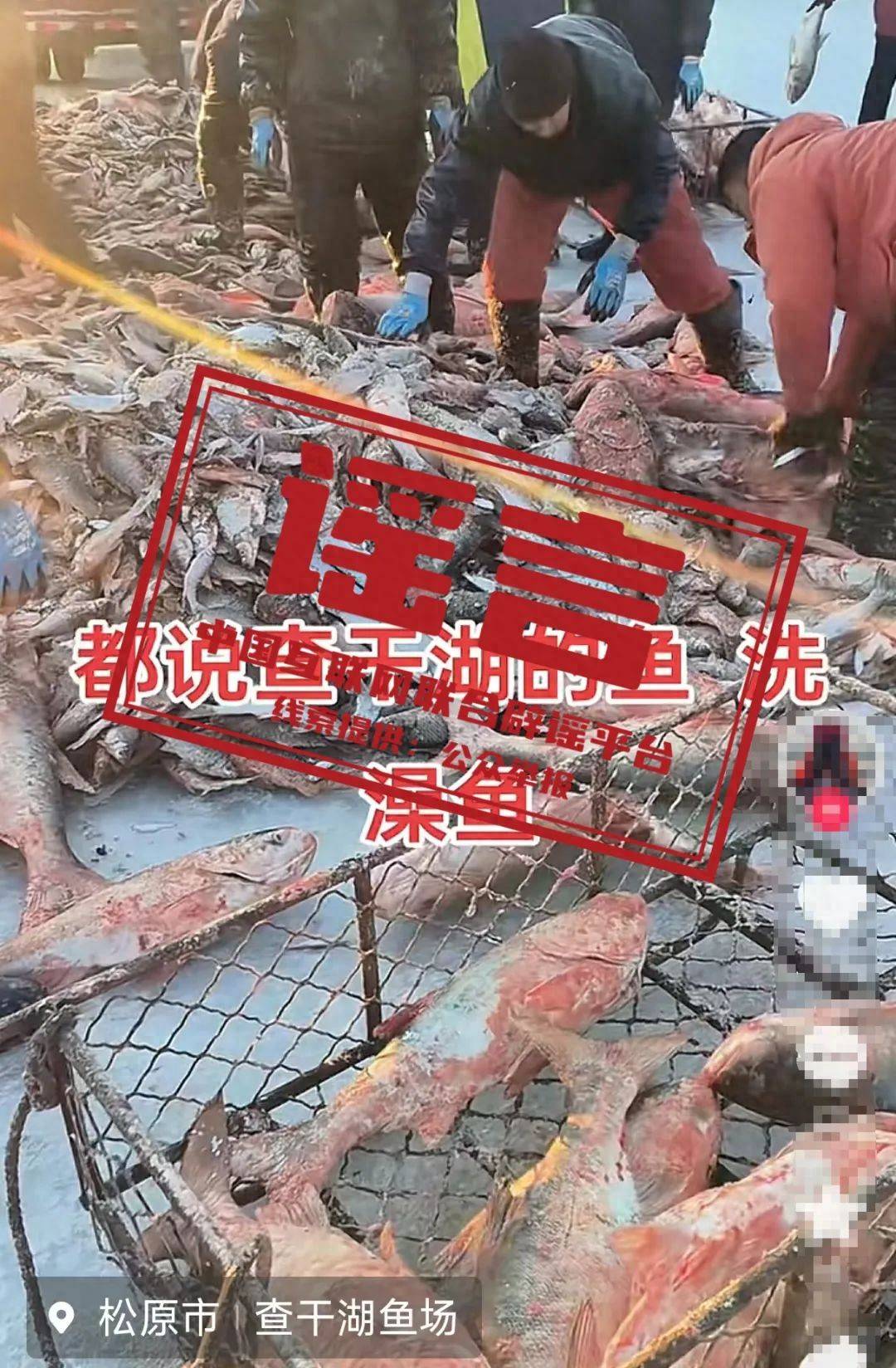 吉林查干湖的鱼都是“洗澡鱼”？
