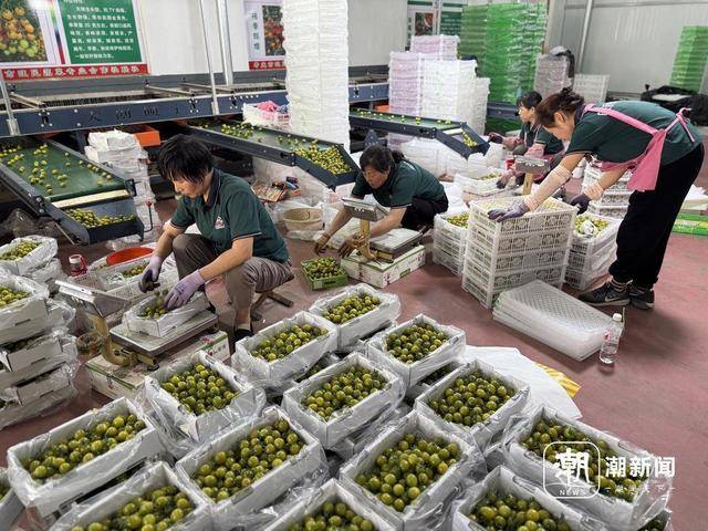 寿光没有秘密——中国蔬菜硅谷的“开源代码”
