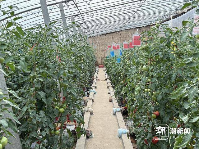 寿光没有秘密——中国蔬菜硅谷的“开源代码”