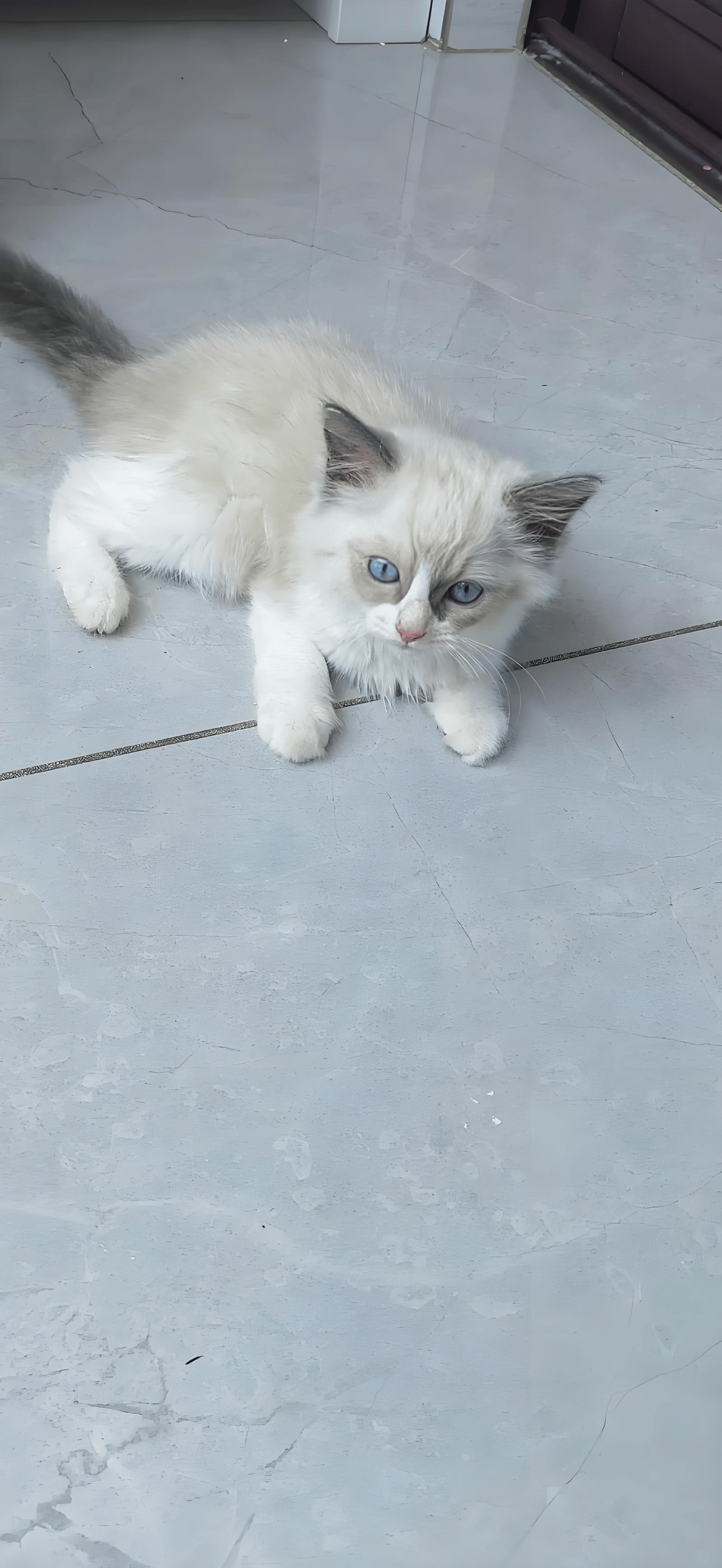 比乐猫粮值得购买吗?比乐猫粮介绍来啦!