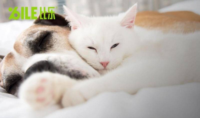 比乐:私域生态与用户叙事,开启情感共鸣新篇章