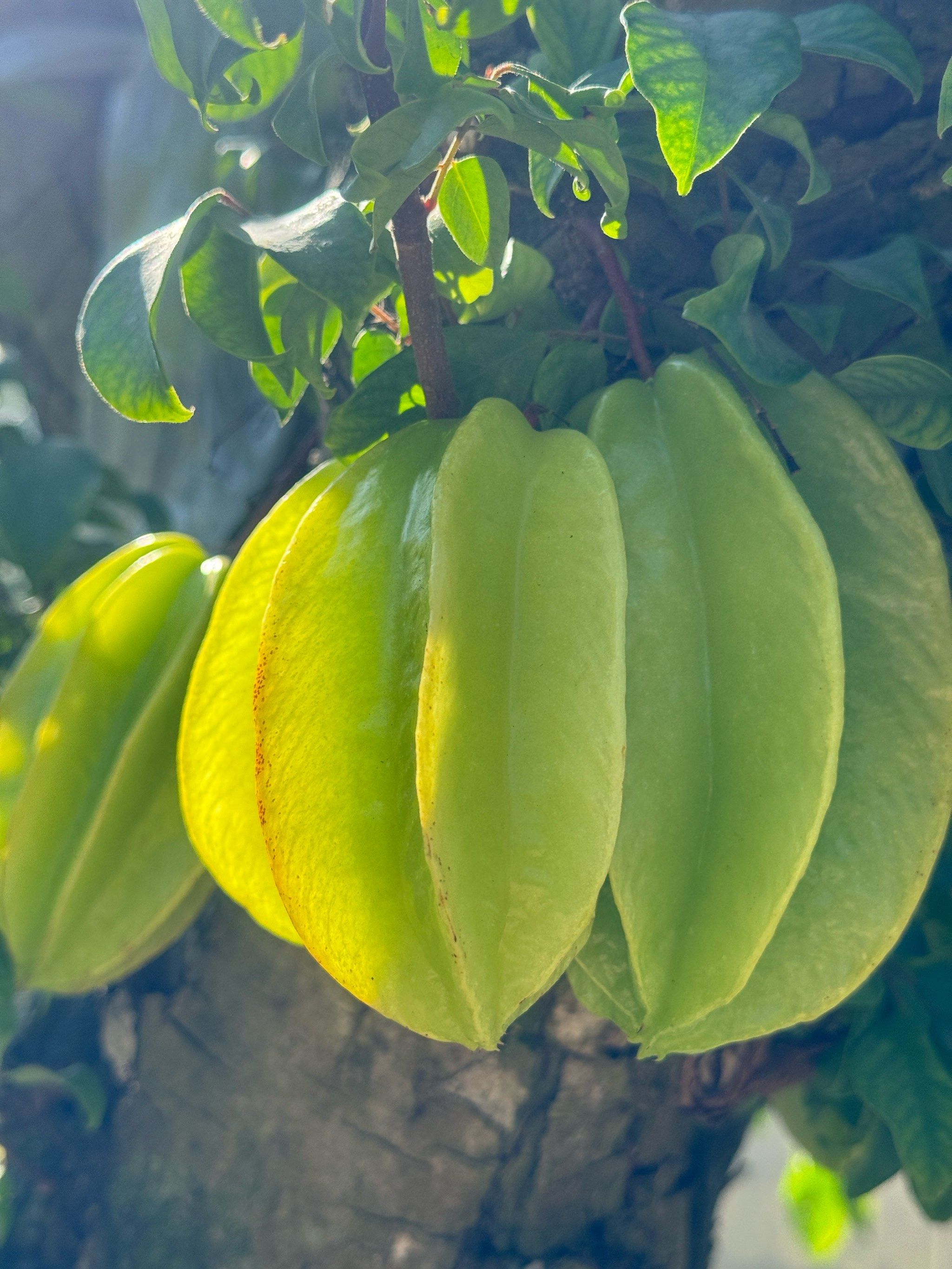币桃(碧桃多肉) 币桃(碧桃多肉)