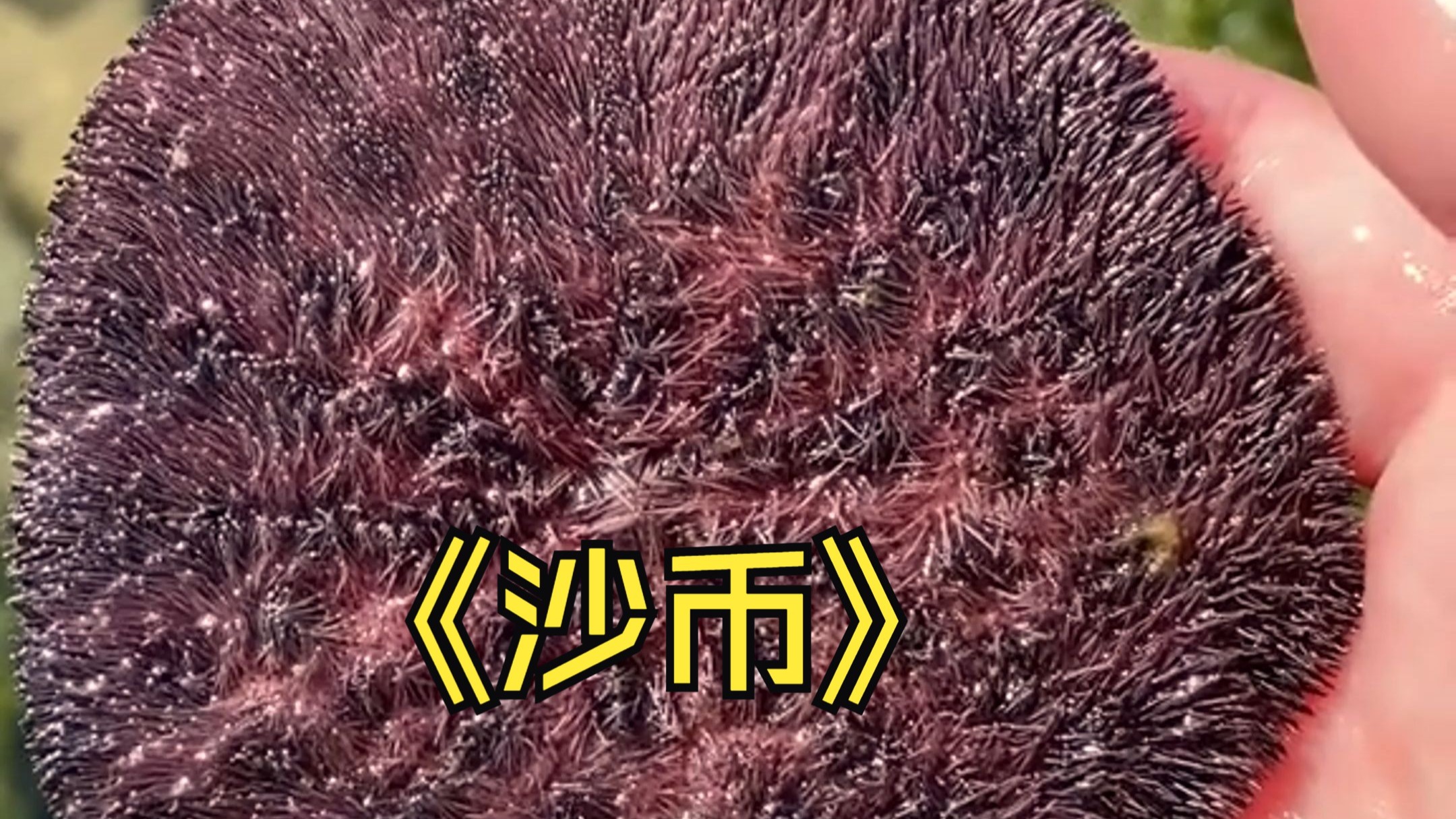 沙币图片(沙币长什么样)